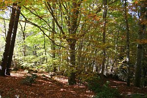 ballade en for&ecirc;t